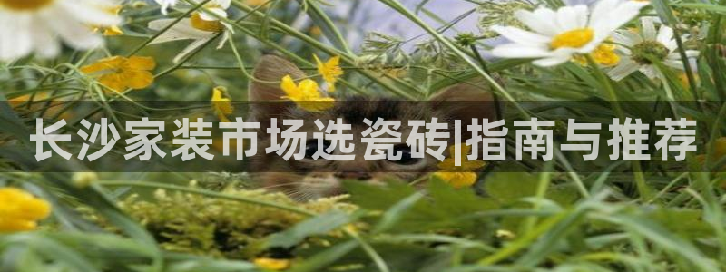 杏鑫平台是黑平台吗知乎