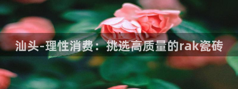 杏鑫招商总代